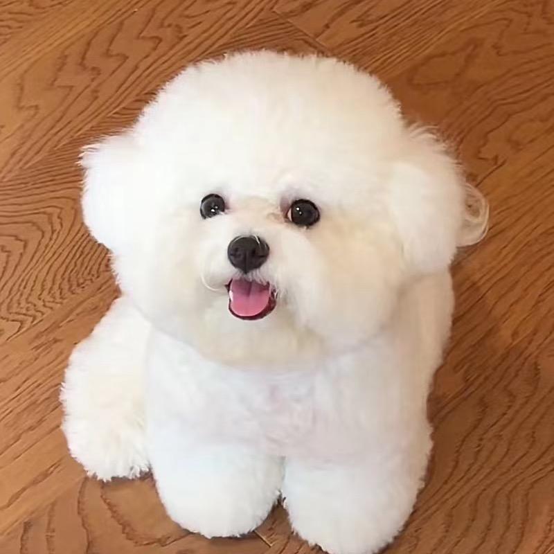 卖狗的～霞光