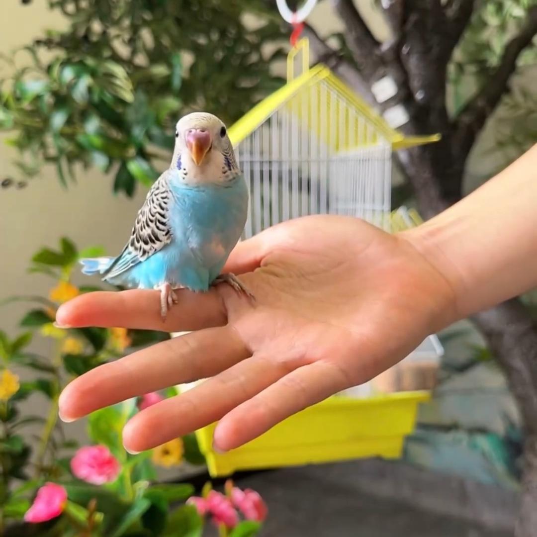 宠依芳宠物旗舰店手养