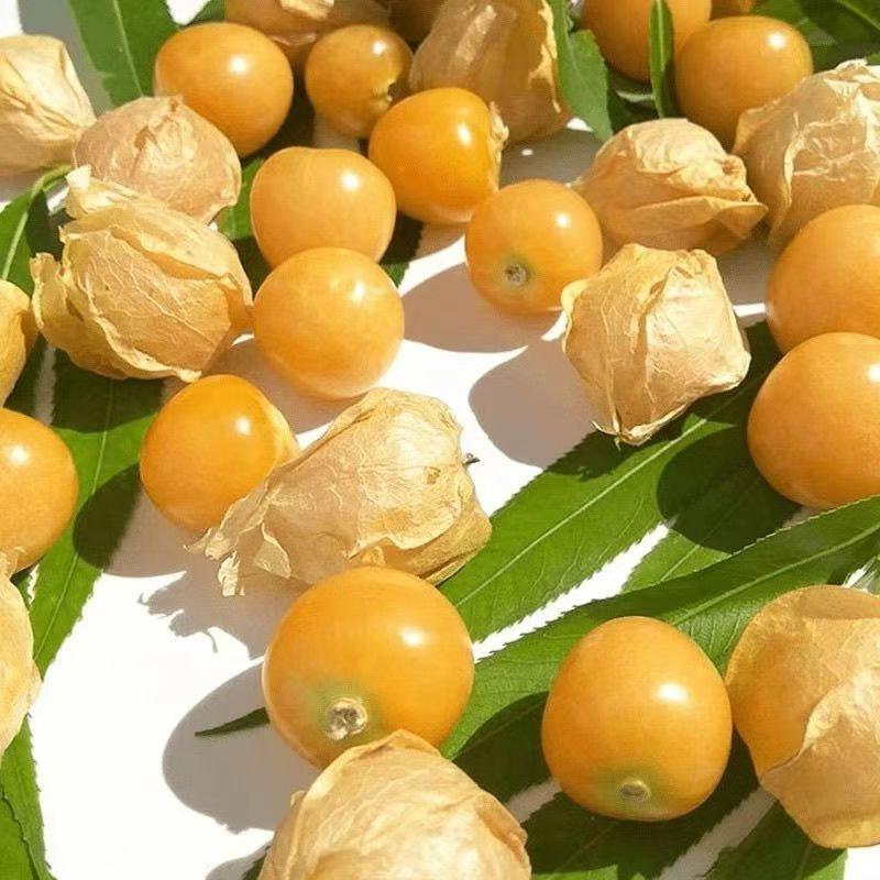 东北特产菇娘果