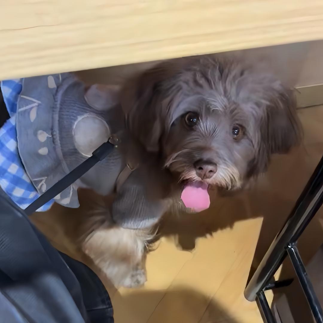 ✨小麒✨