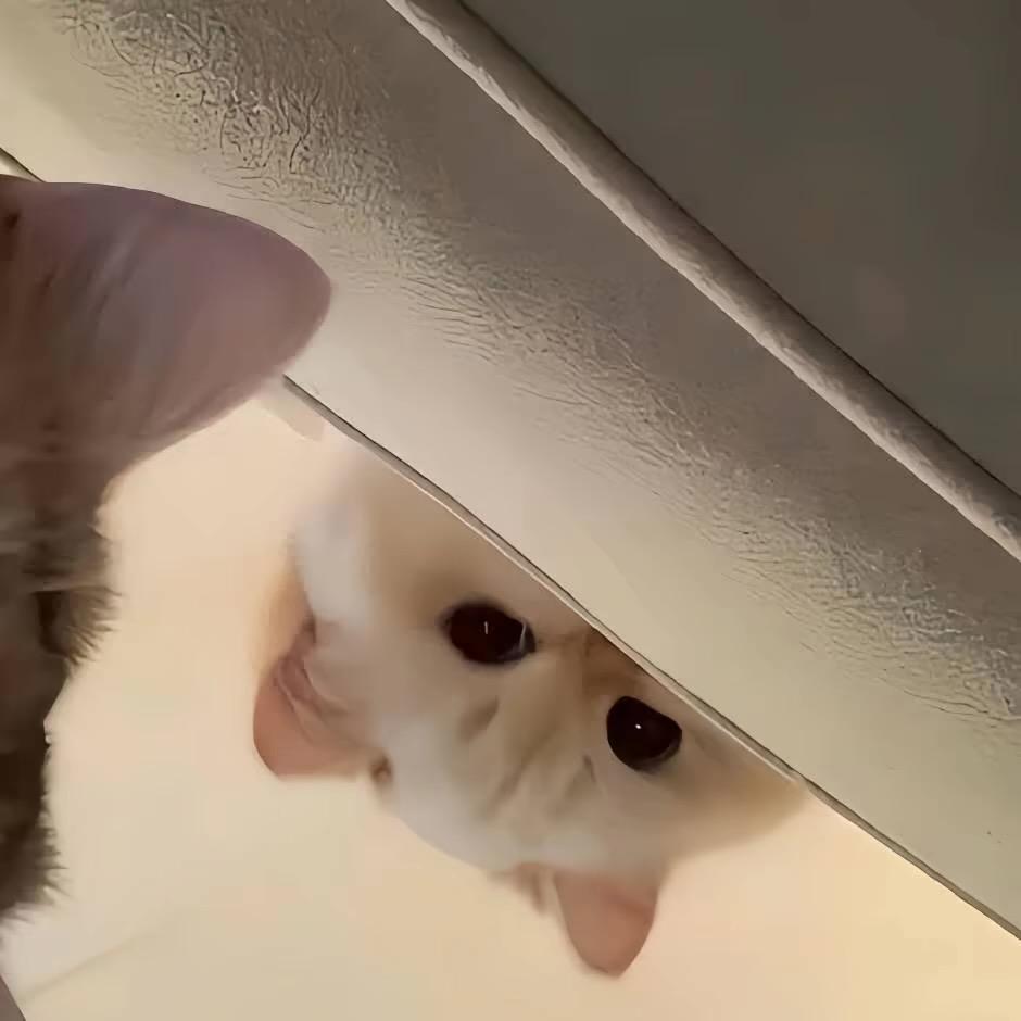 是月