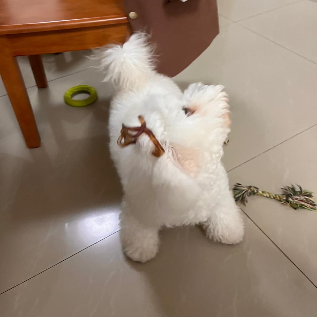 回家吃饭！5块钱☝️人·小🐶免费