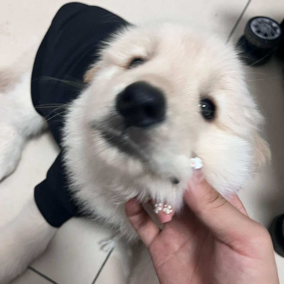 不吃肥肉的喵😺