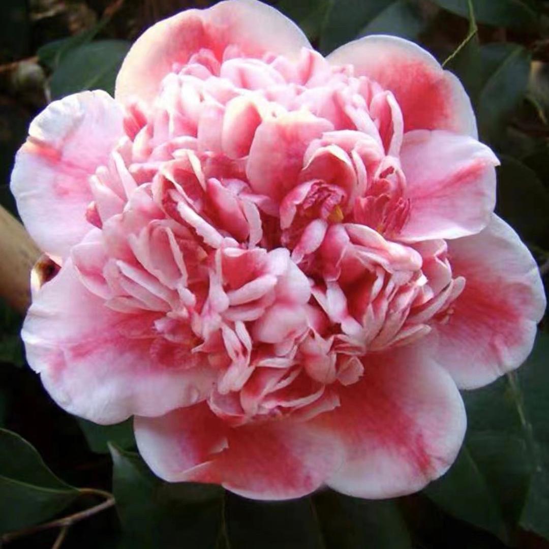 漳平市永福御花源花木场