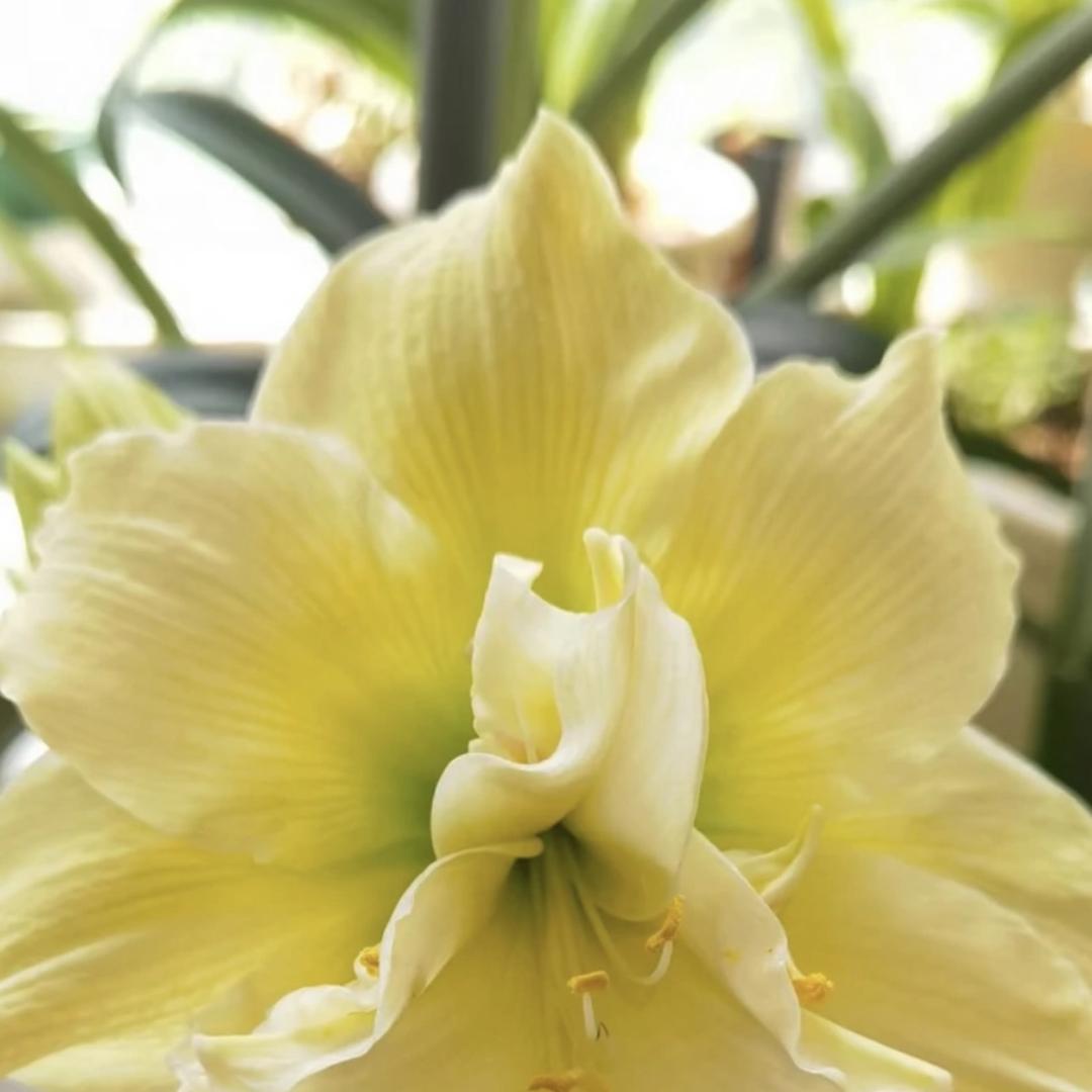 思缘花卉