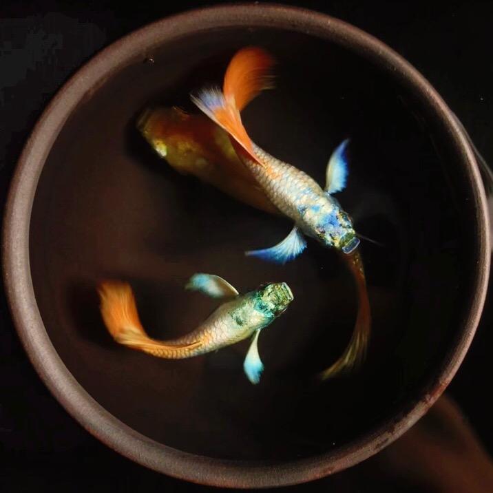 鳞萃花鳉