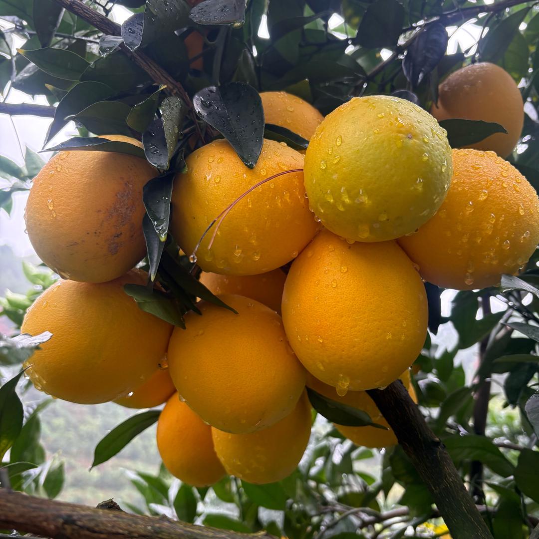 赣南脐橙🍊果园直发
