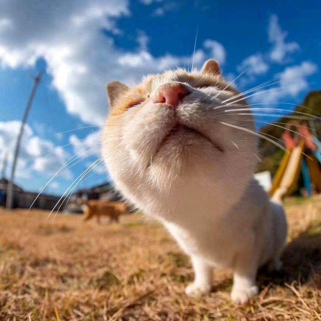 🌈凤雏🌈