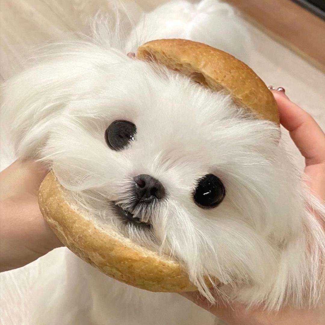 蛋卷卷