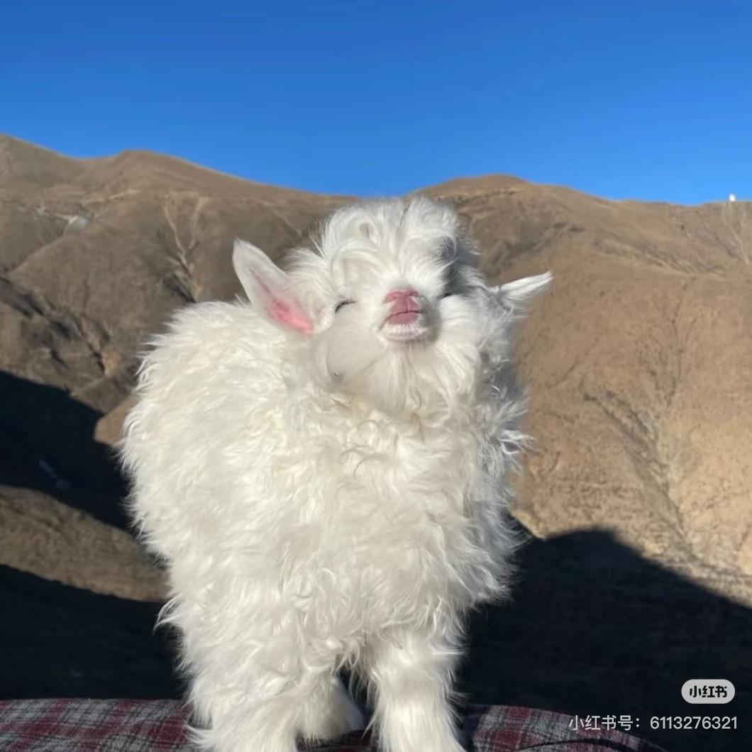 咩咩呦～🐑