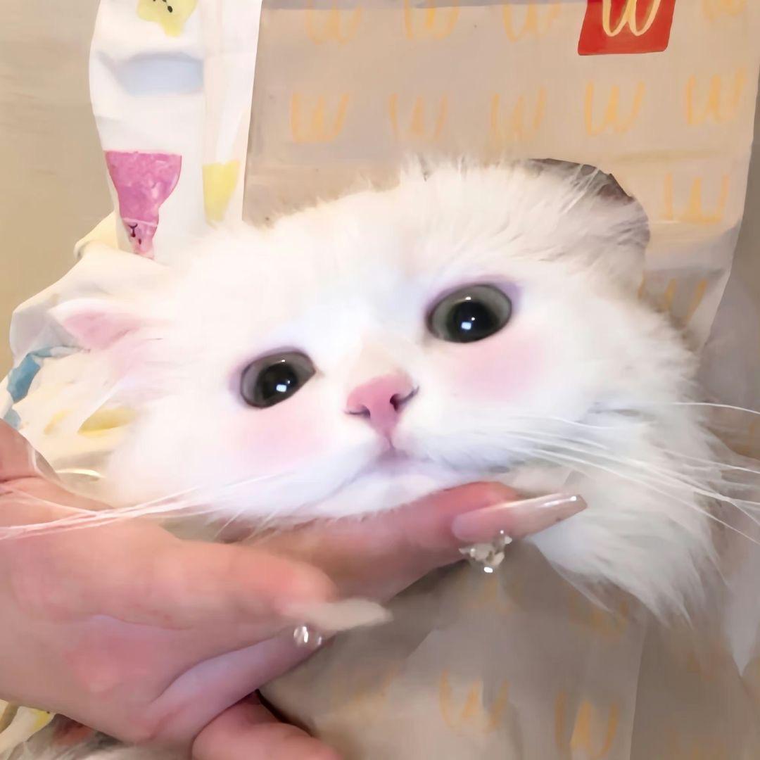 冷冰冰🧸