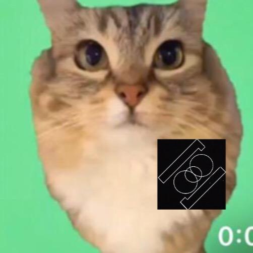 粉笔灰猫meme