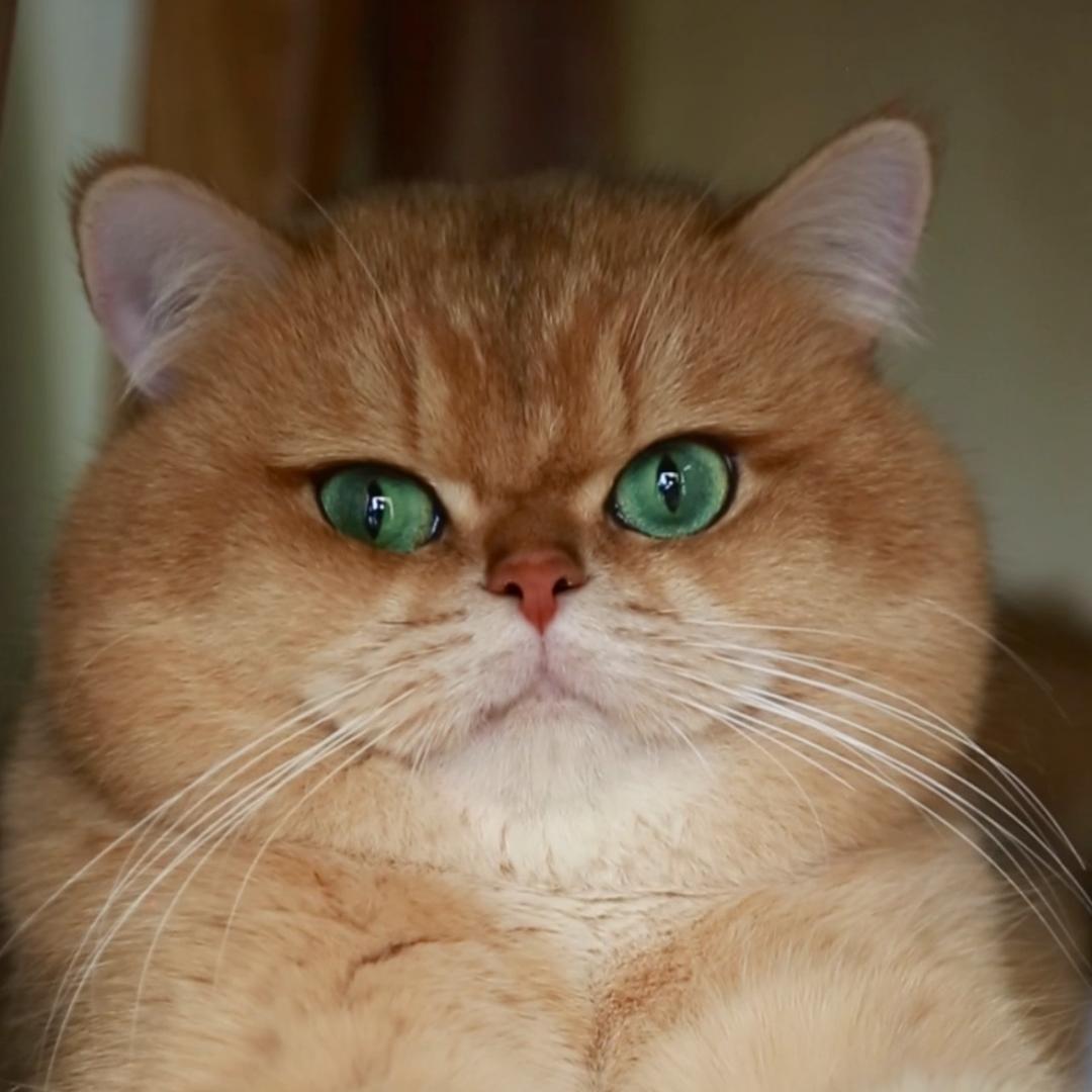 元宝英短猫舍