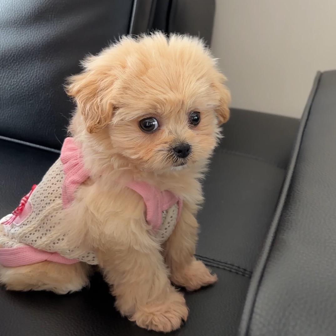 凝子的恶犬日记