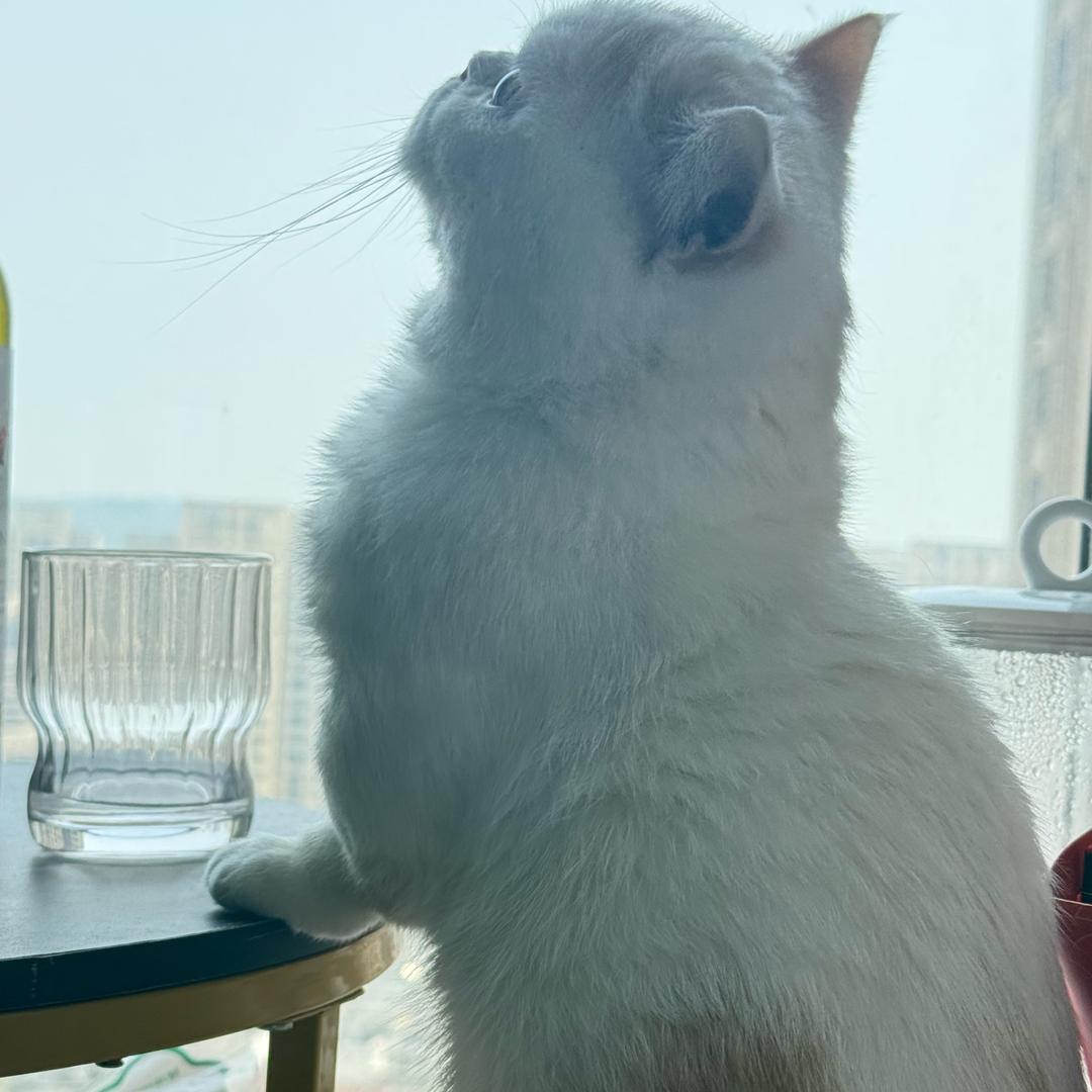 给村长的手写信🐈