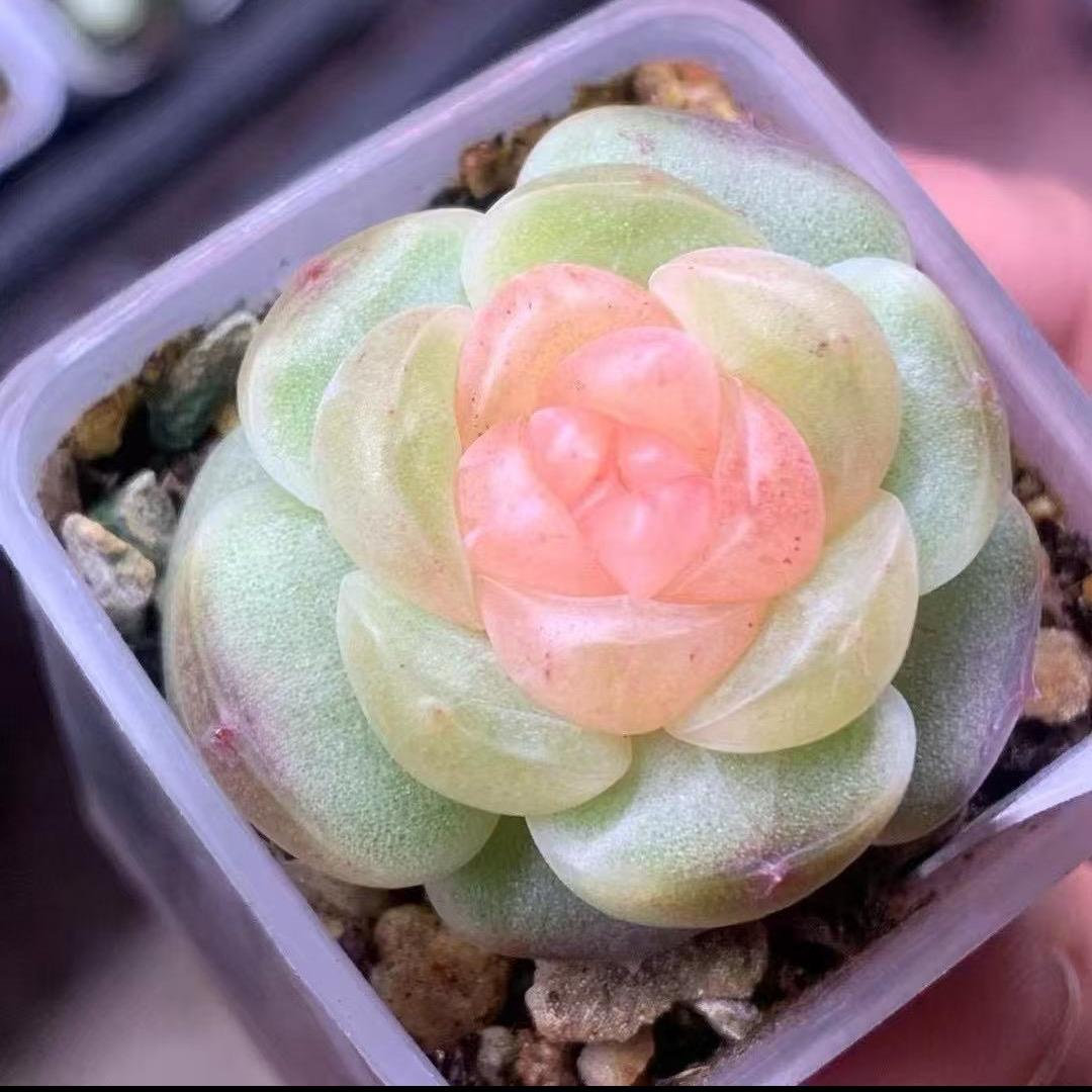 仙农花坊