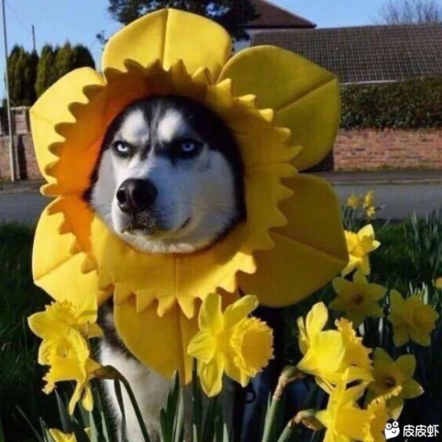 ……..
