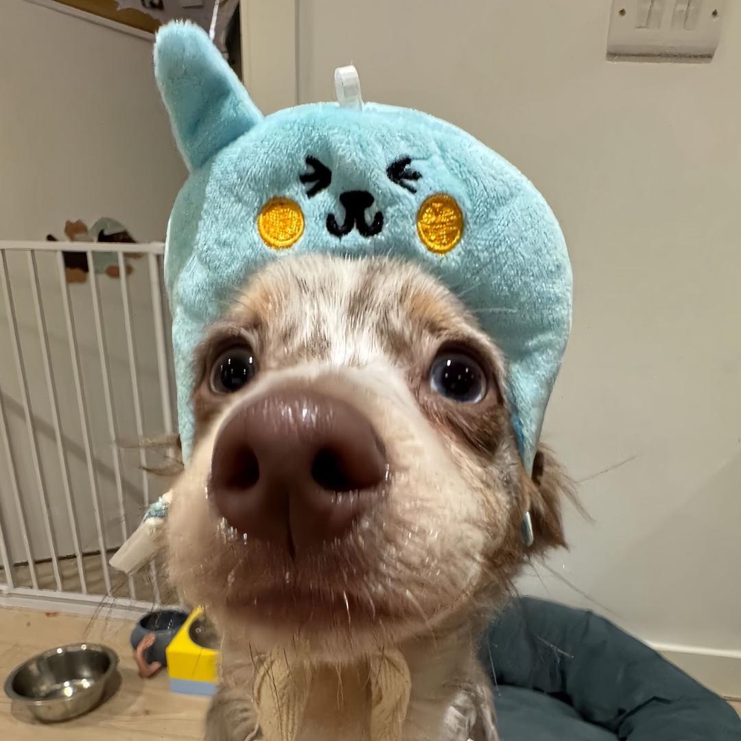 Loo