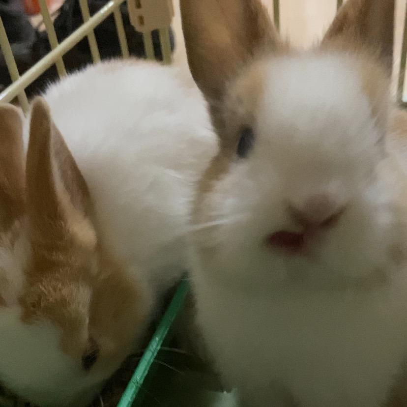 有淘花🐰