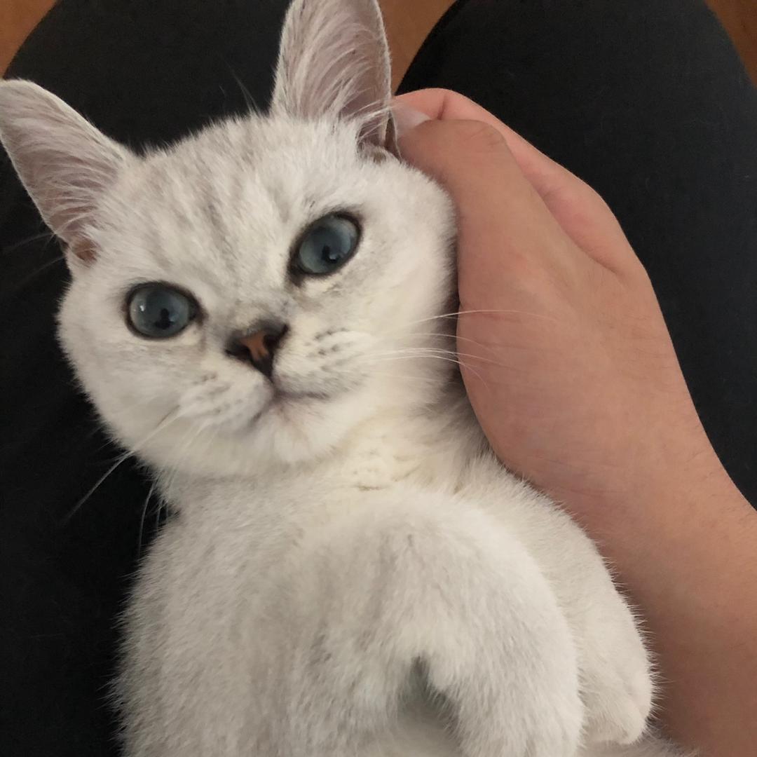 蛋炒饭星人