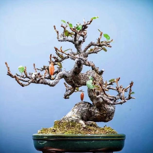 南岭羊奶果小园