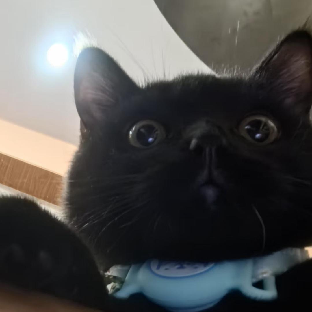 壮壮是只小黑猫.