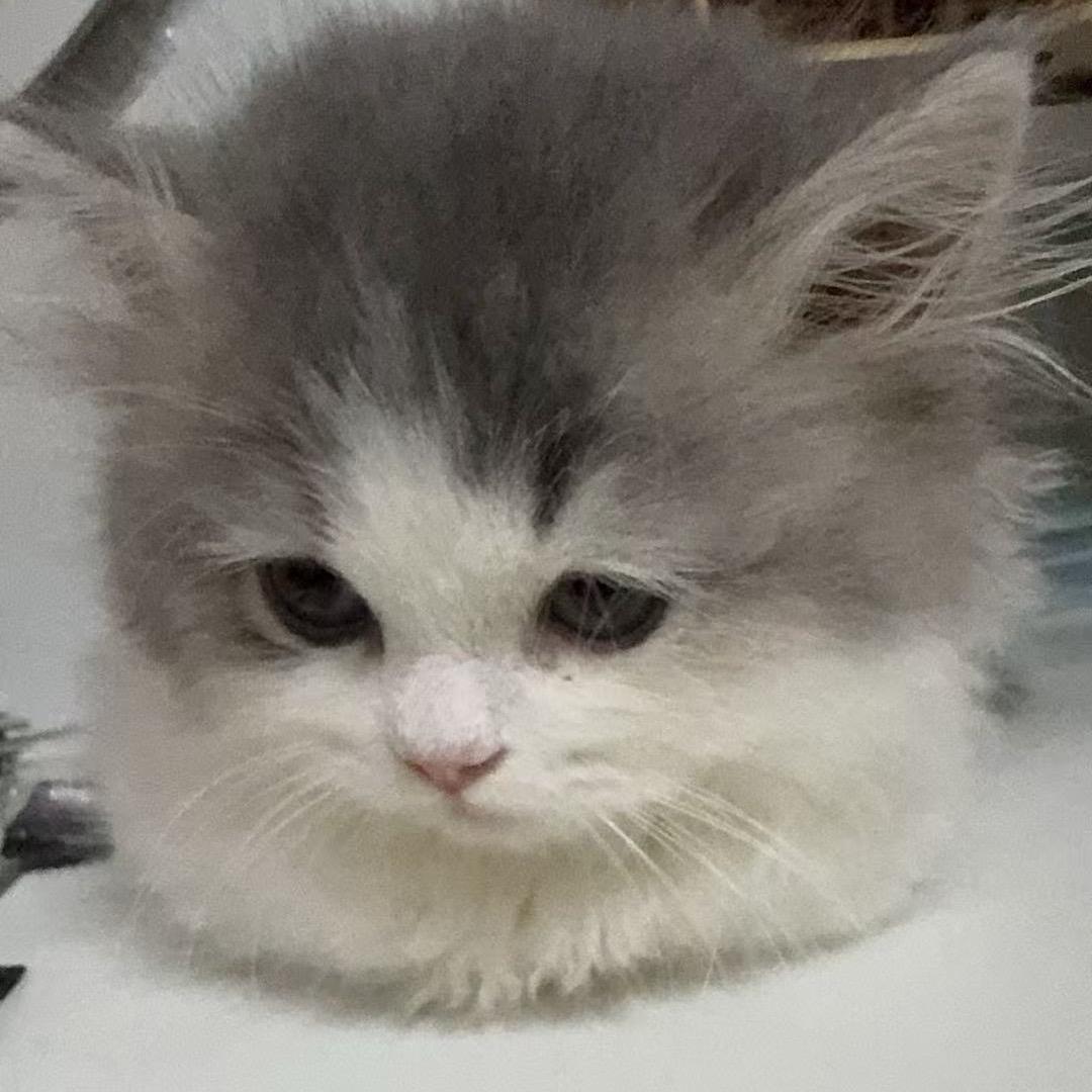 咩咩家萌宠小铺