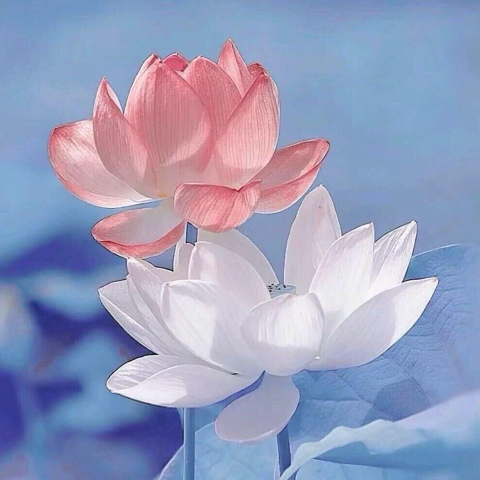 liu磊…