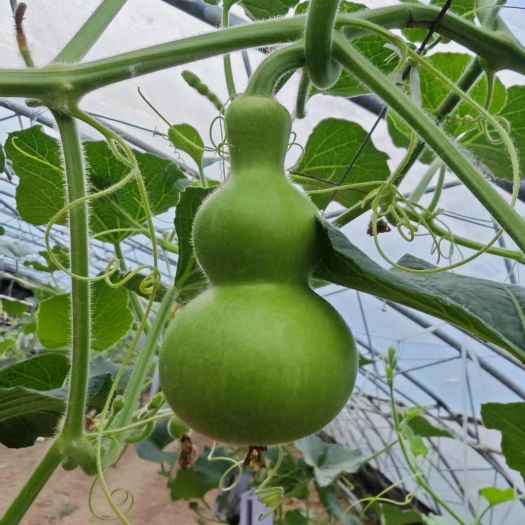 水城葫芦种植批发