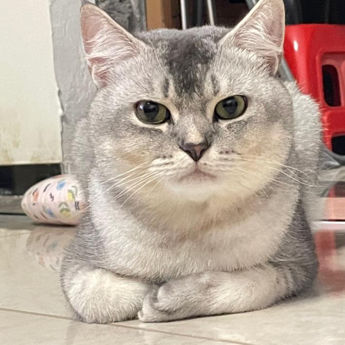波子是只猫