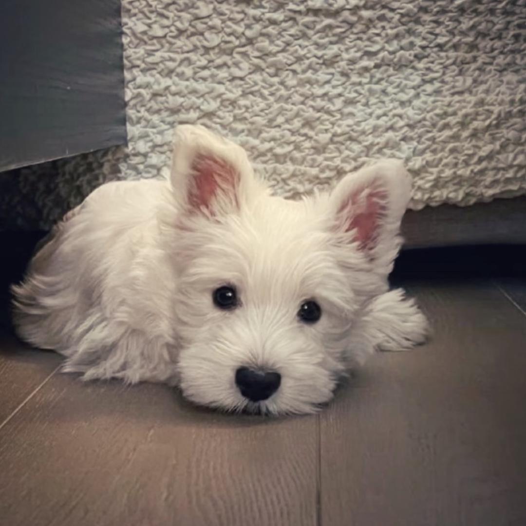 Lilke.
