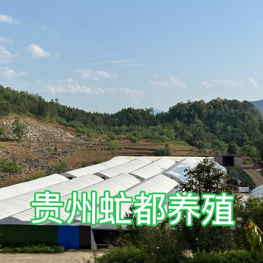 贵州虻都养殖有限公司