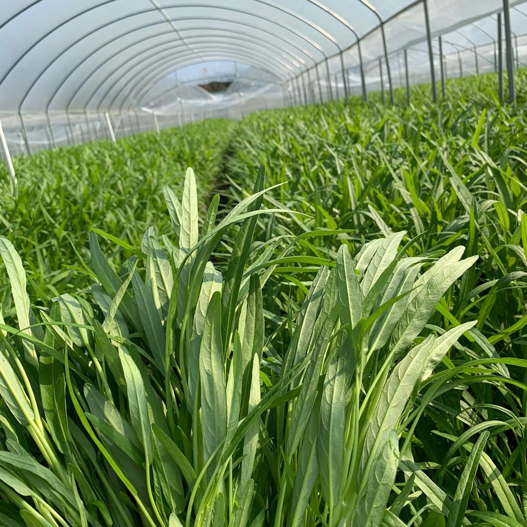 蔬菜大棚 小李🥬🥬