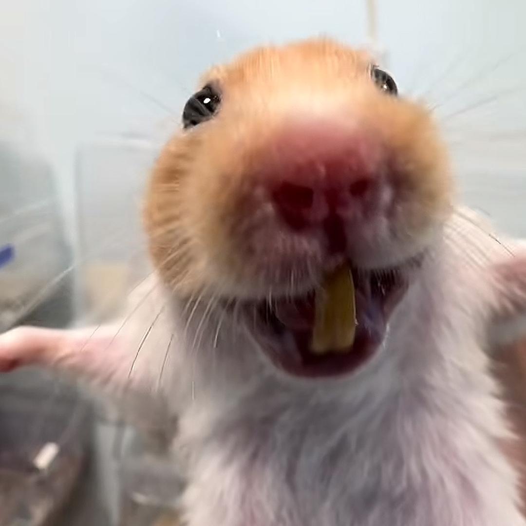 仓鼠之家