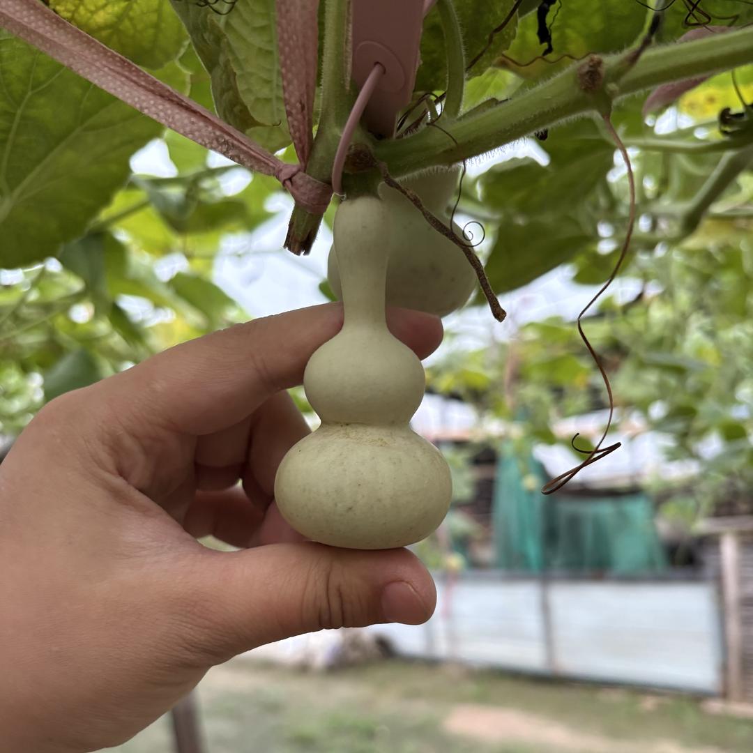 林里彤精品葫芦