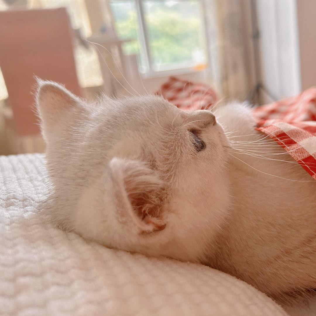 叫团子的喵