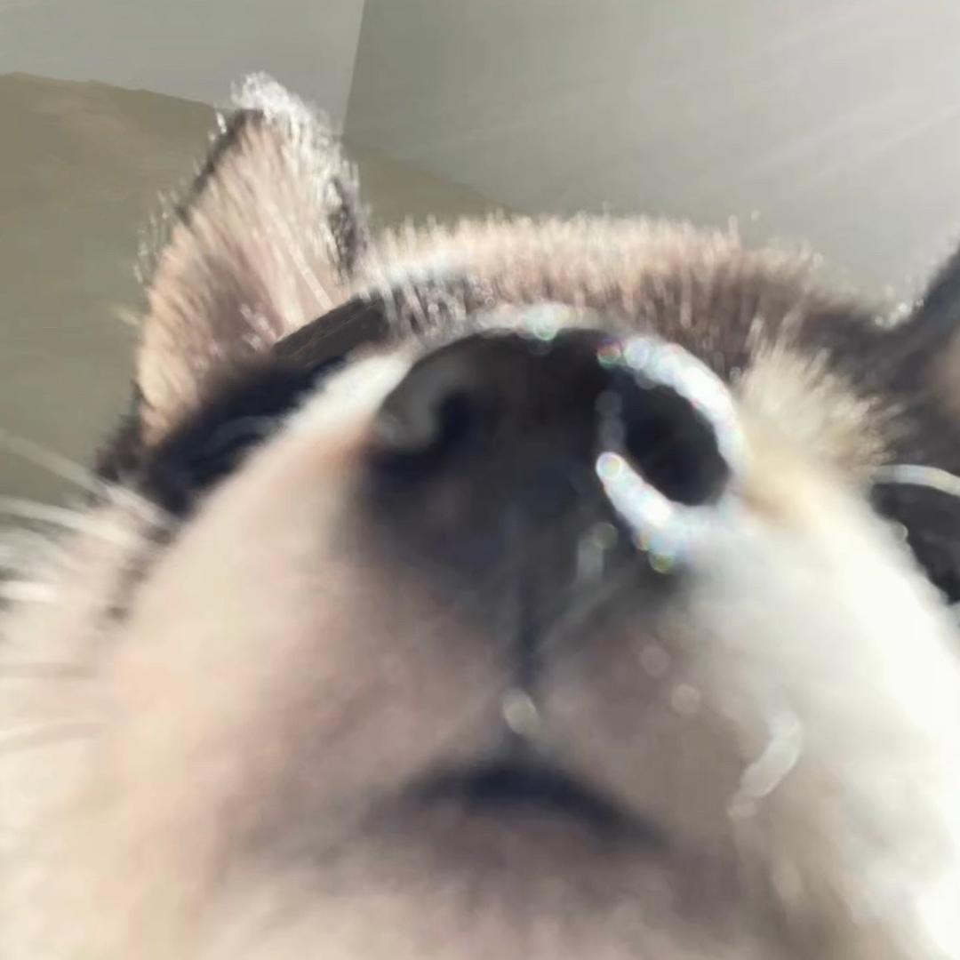 𝗡𝗣𝗖