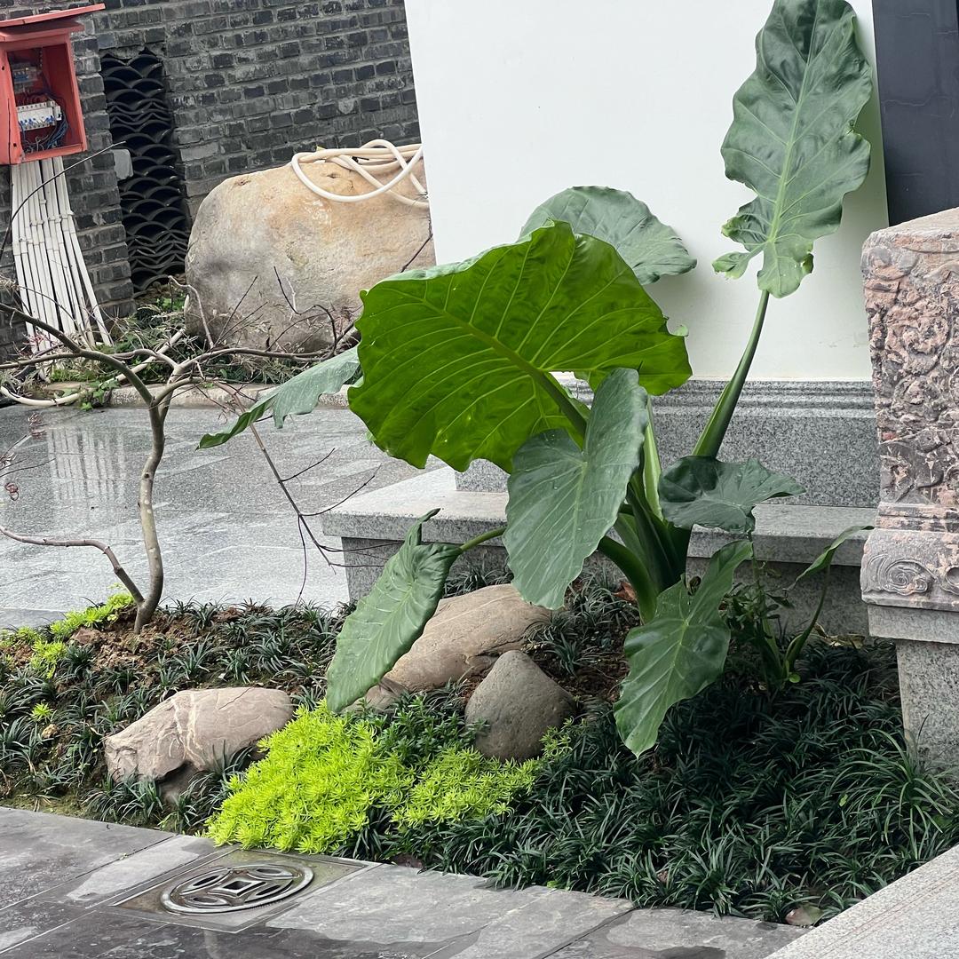 风行者
