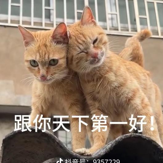 西瓜椰椰