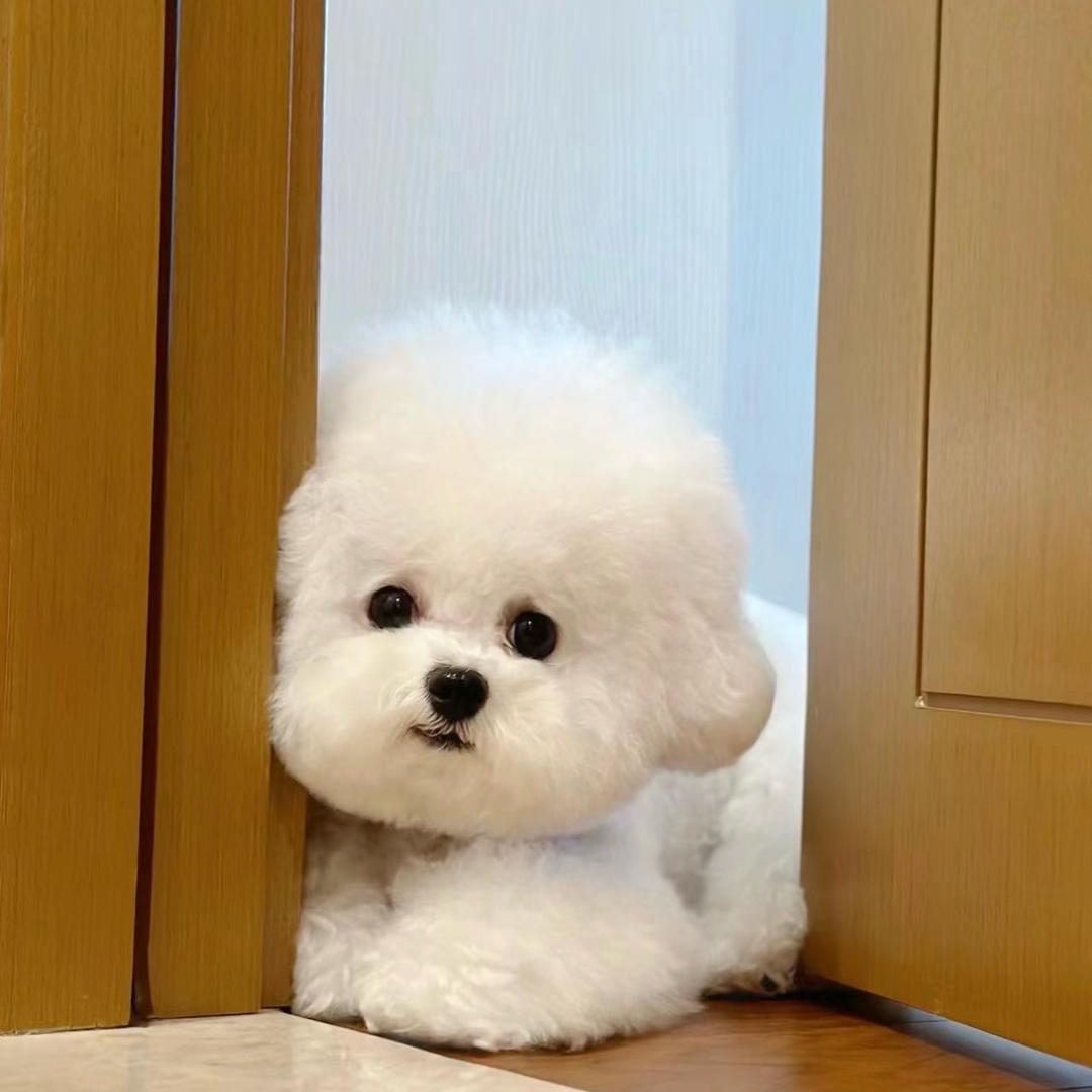 嘟比萌宠