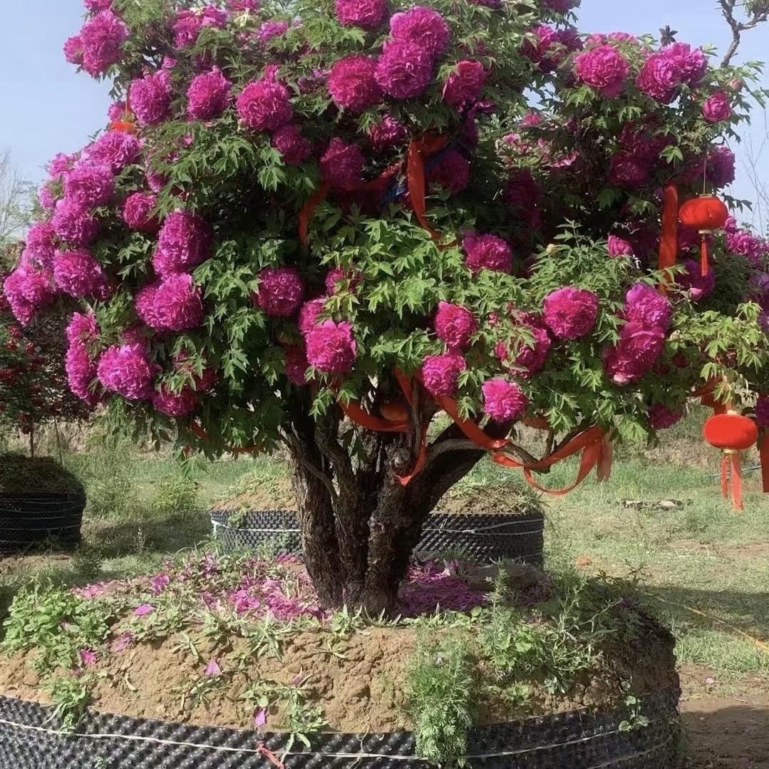 菏泽盛泽牡丹种植基地