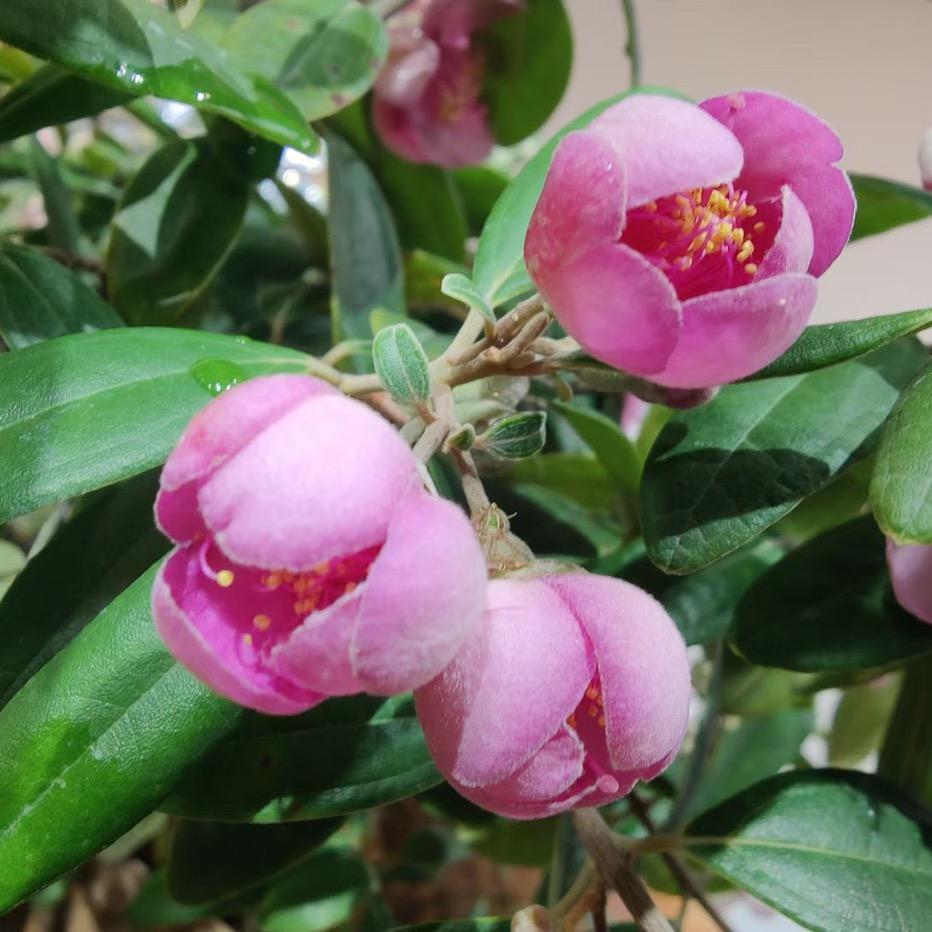 芳凌盆景园