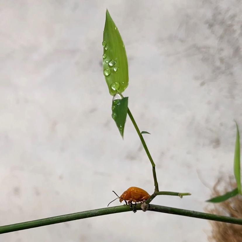 钢铁虾（小林哥臻选）