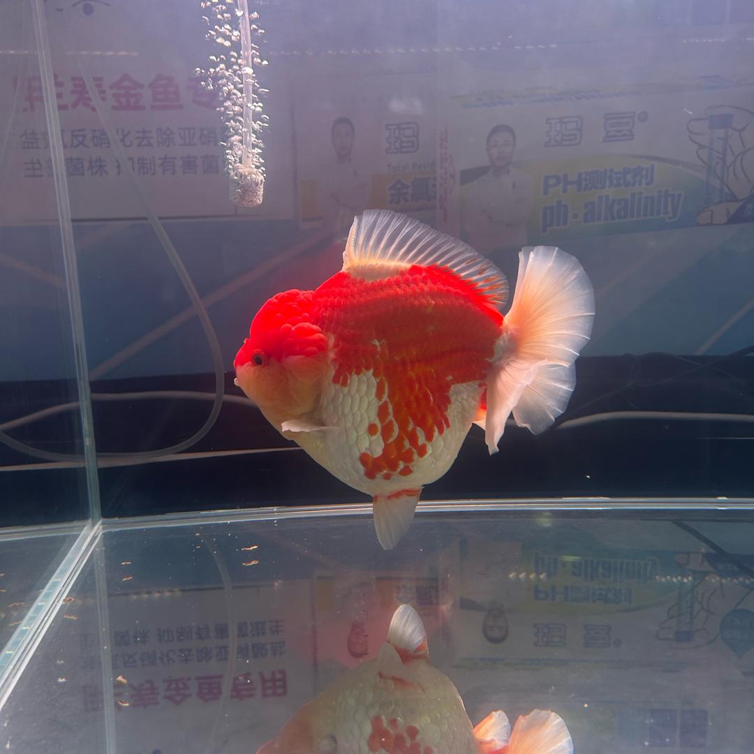 秘密花园
