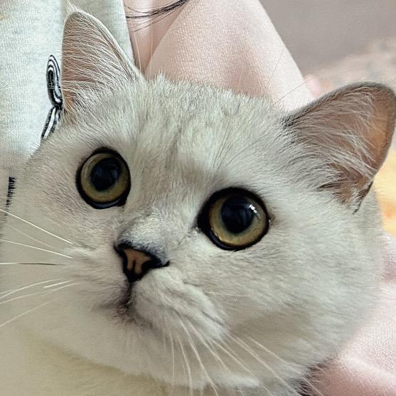 魸