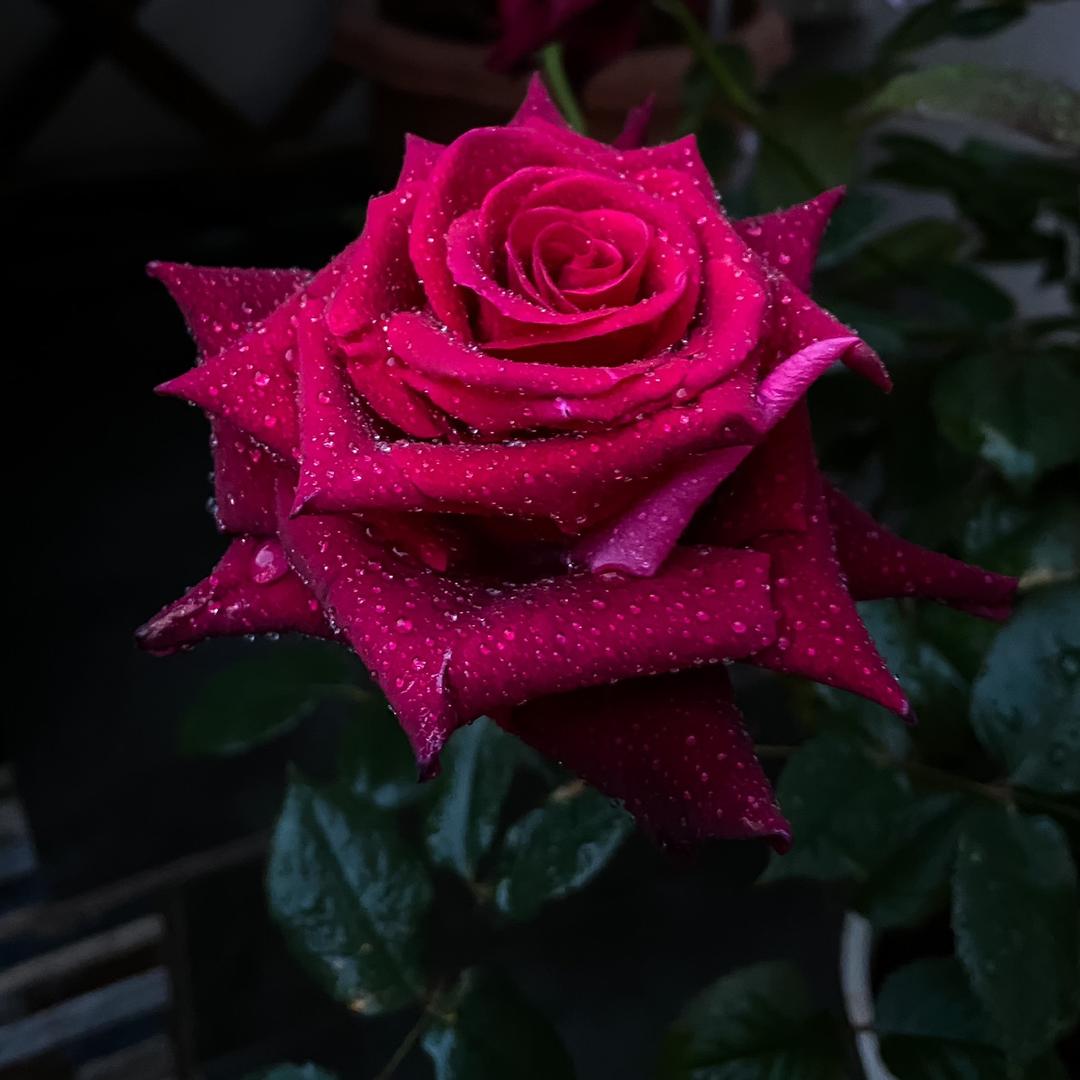 崔哥的种花日记
