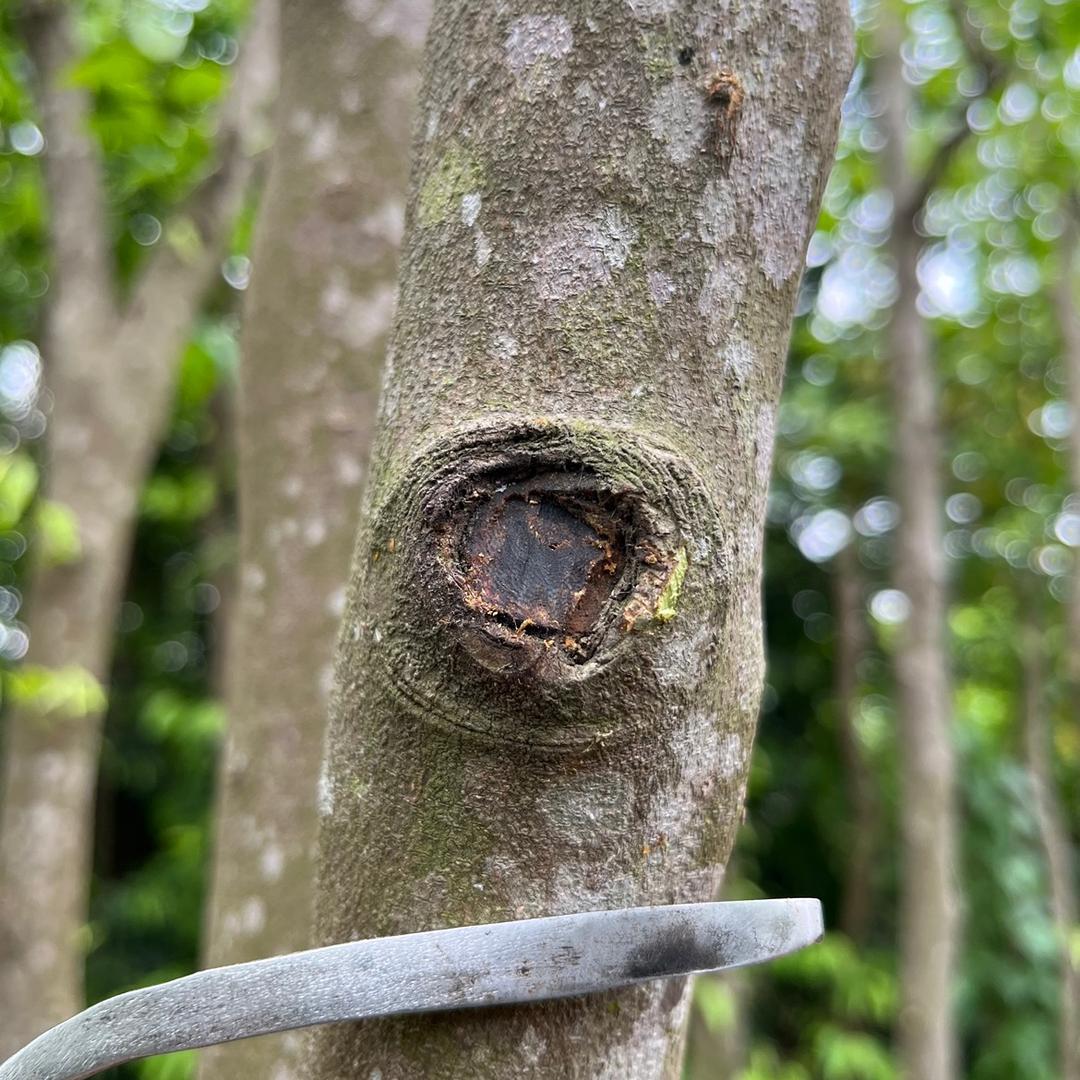 军哥-棋楠沉香种植户