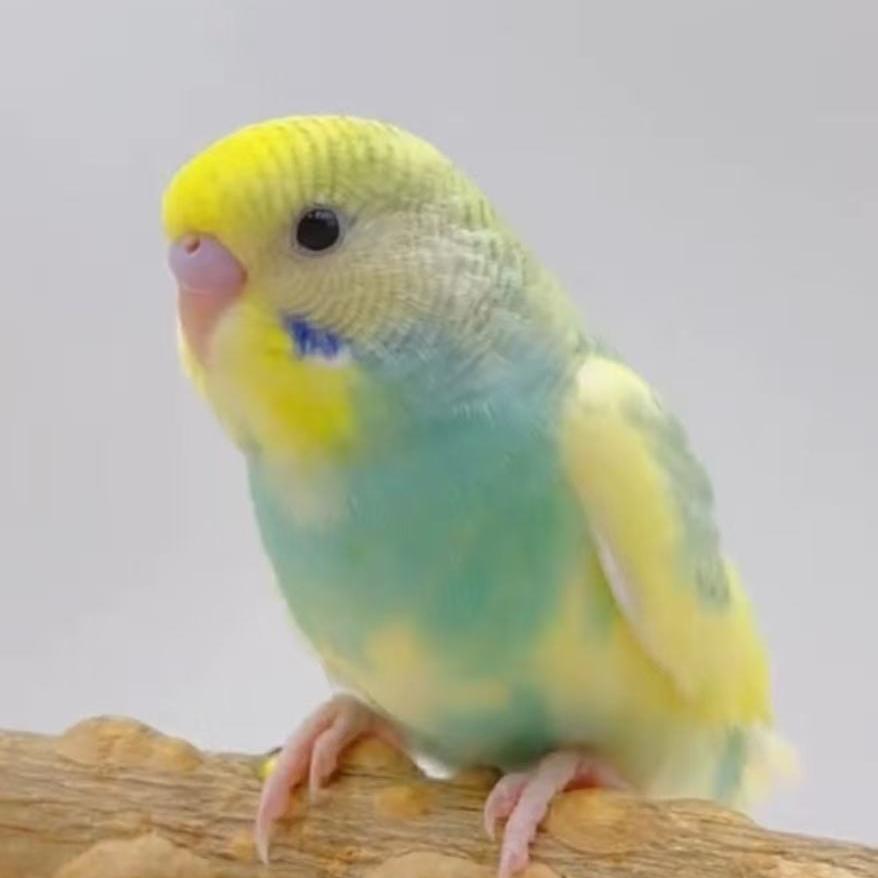 鸟教授