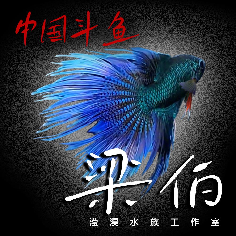 滢淏水族-梁伯
