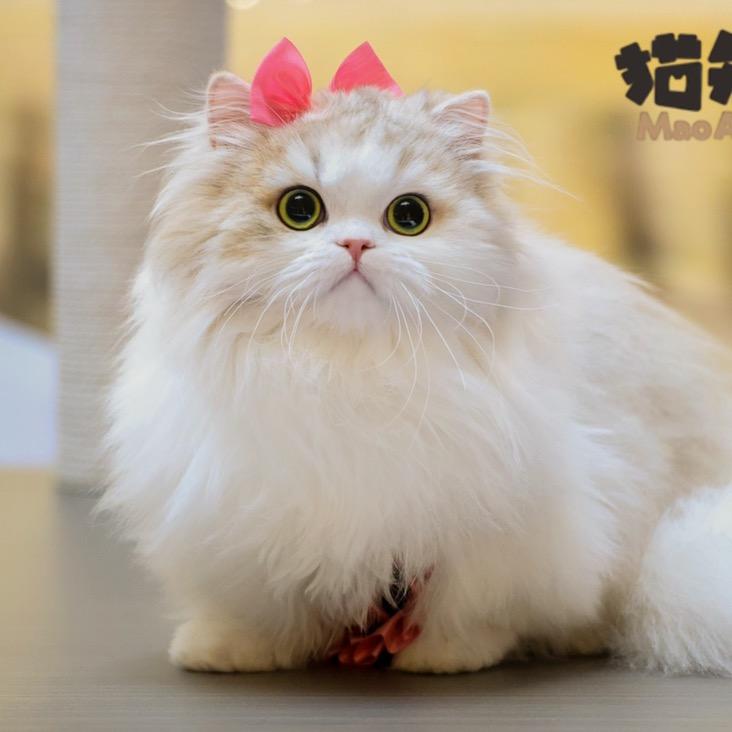 深蓝尚宠&猫矮油